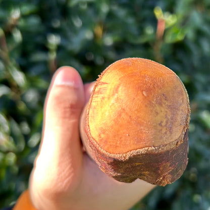 Thick Shaft Blackthorn Shillelagh Small Knob Stick