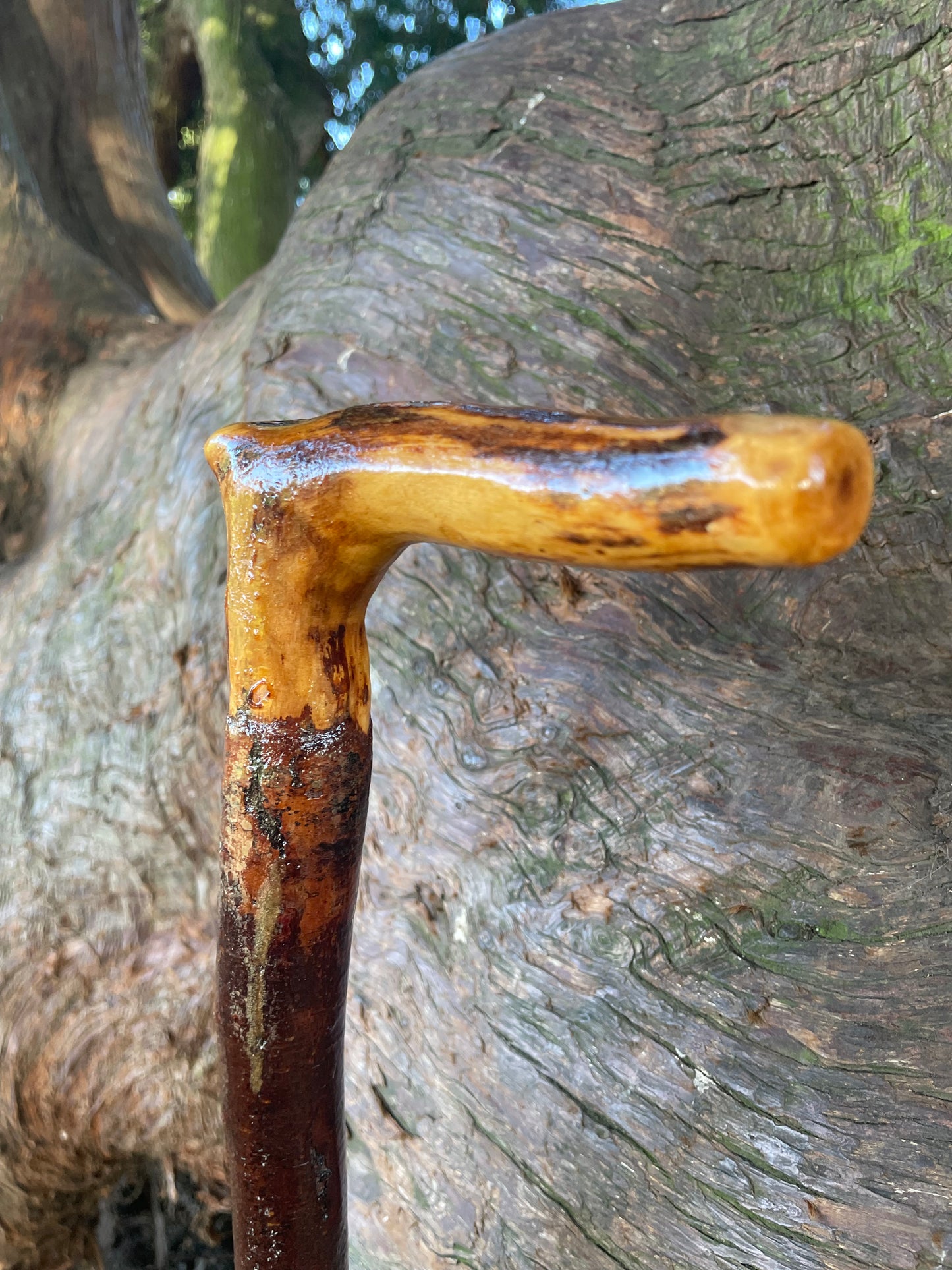 Blackthorn walking stick with L Handle