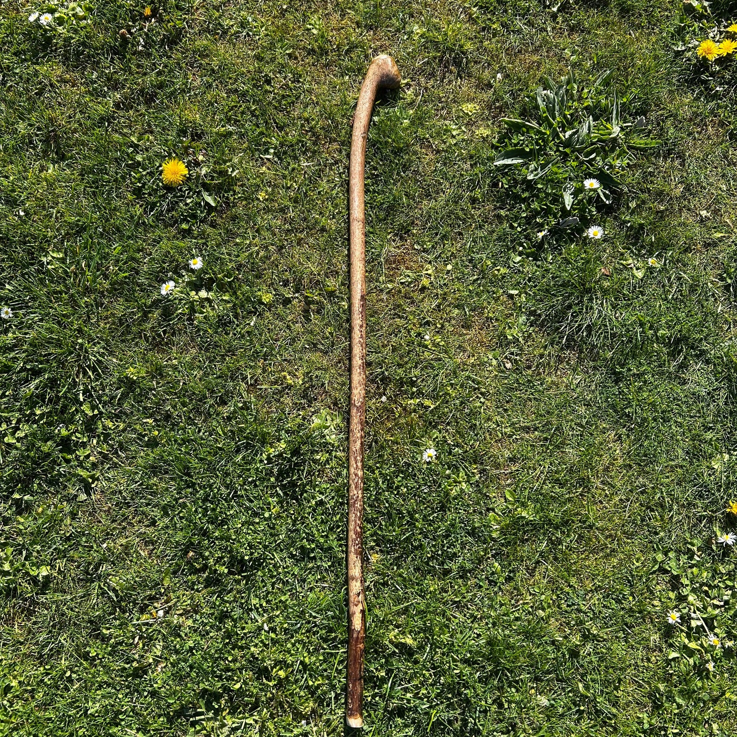 Hazel Shillelagh Knob Stick – 103 cm (40.5”)