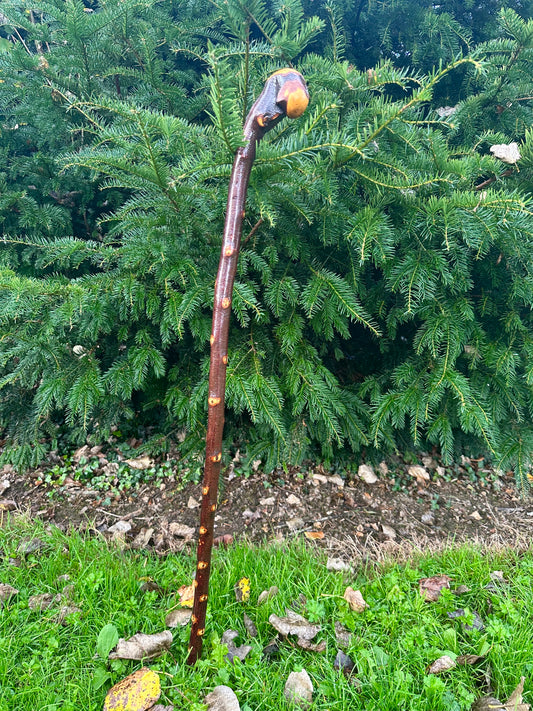 Irish Blackthorn Walking Stick with Knuckles – 40”