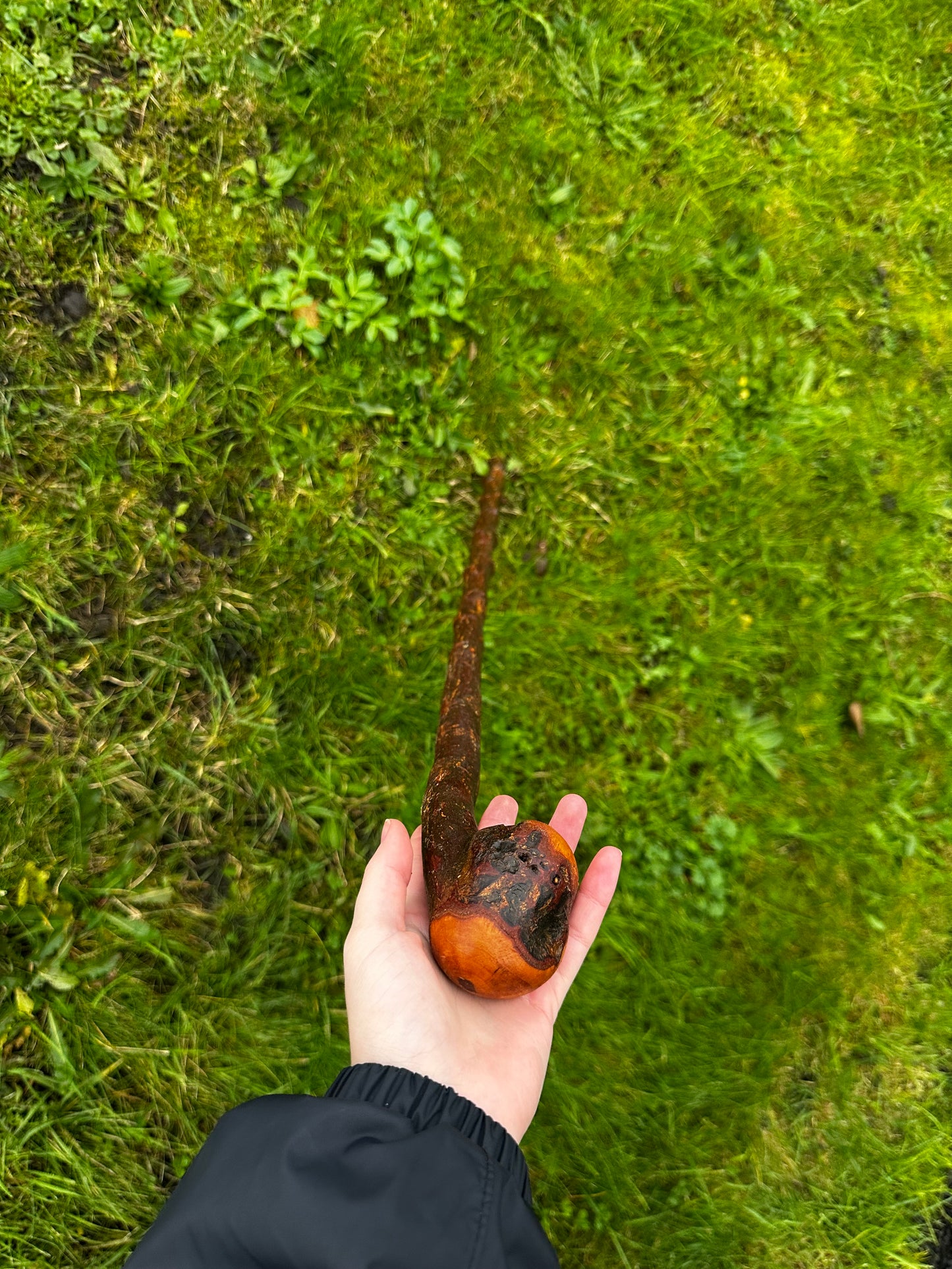 Rugged Blackthorn Walking Stick with Exposed Natural Knob Head – 93 cm (36.6”)