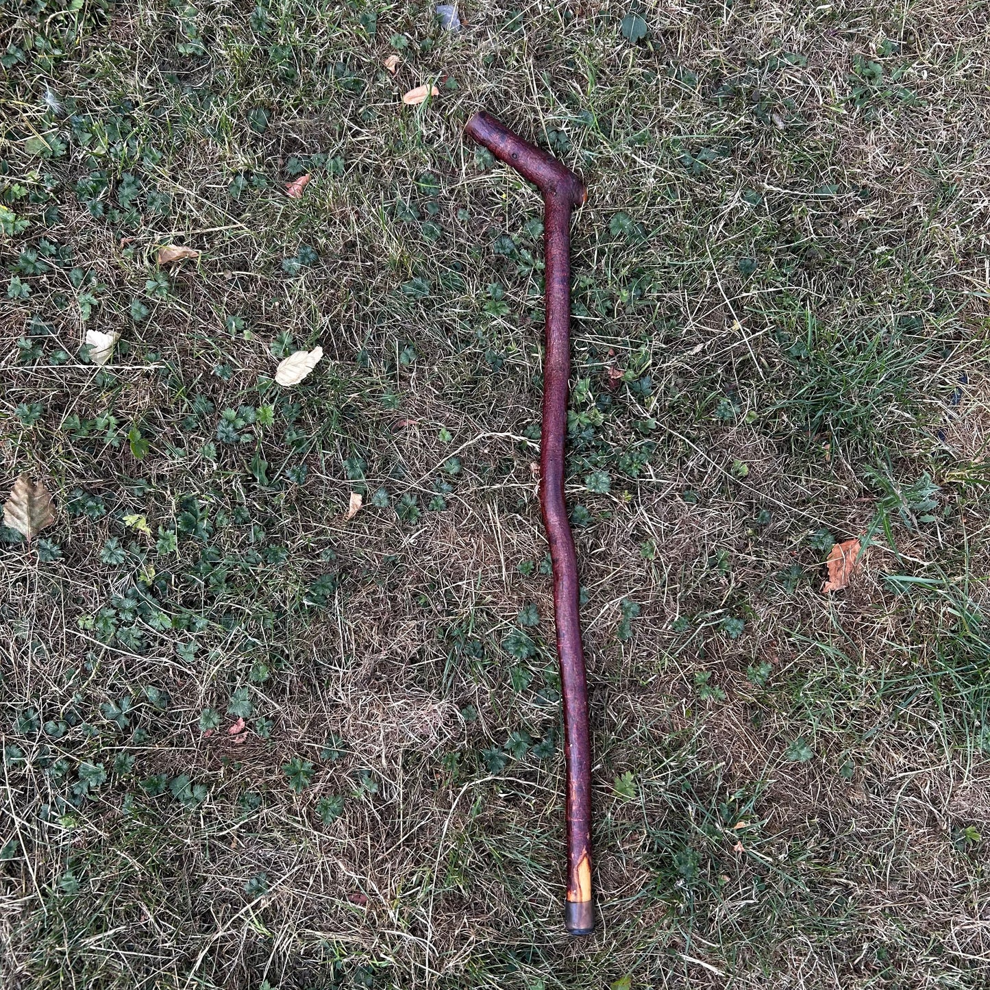 Blackthorn Shillelagh Sloped L Handle “Door Knocker” – 75 cm (29.5”)