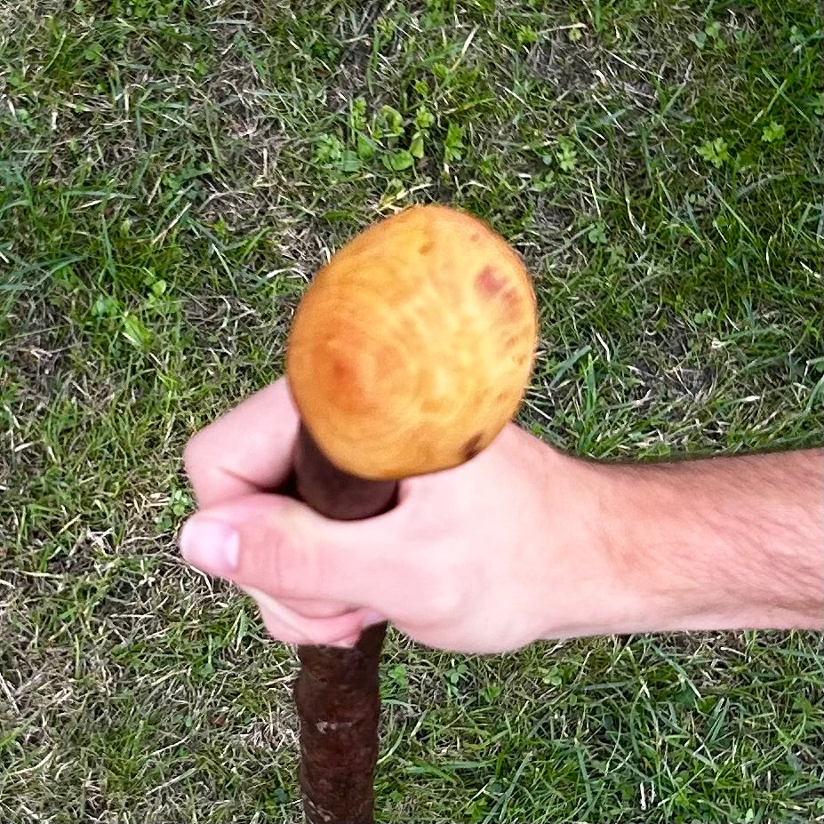 Knuckled Blackthorn Shillelagh Knob Stick – 101 cm (39.8”)