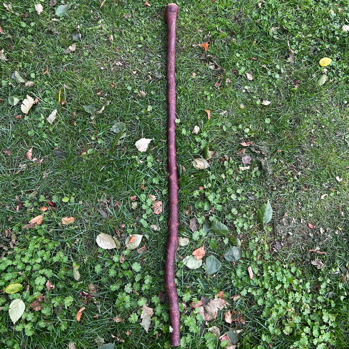 Irish Walking Stick with Small Knob Handle – 95 cm (37.4”)