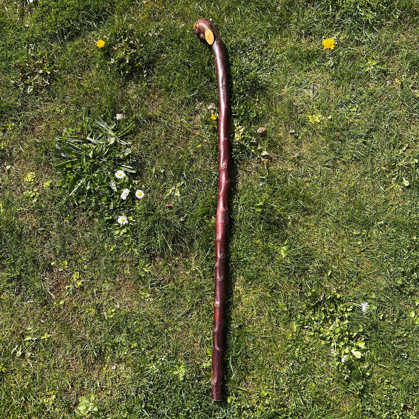 Blackthorn Root Ball Shillelagh – 100 cm (39.4”)
