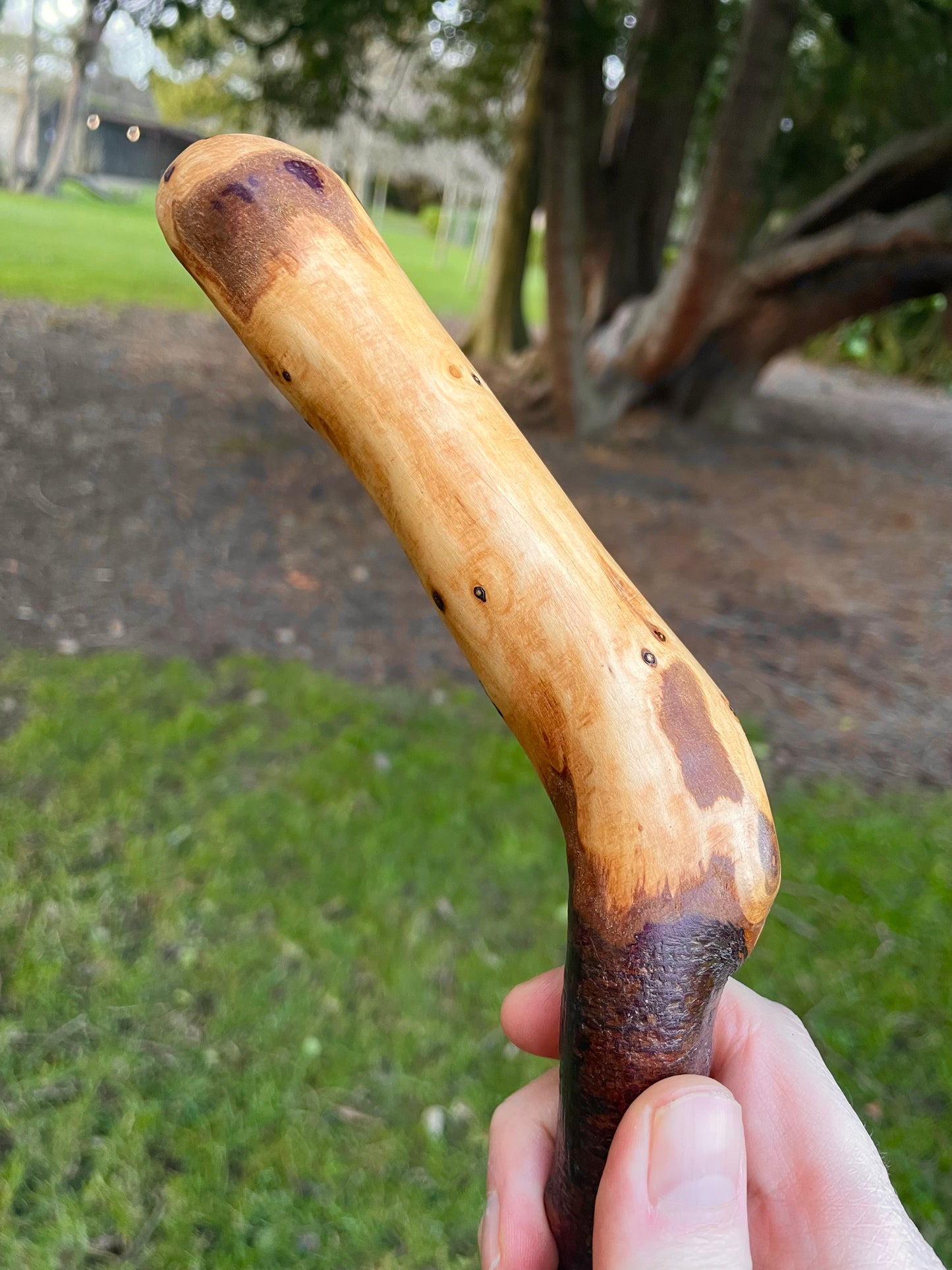 Blackthorn walking stick with sloped Handle