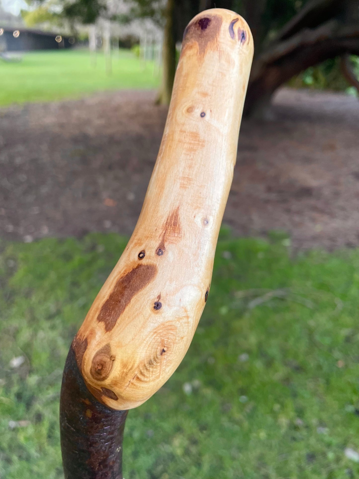 Blackthorn walking stick with sloped Handle