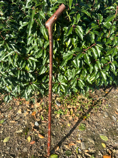 Blackthorn Walking Stick with L Handle - 97 cm / 38.2 inches