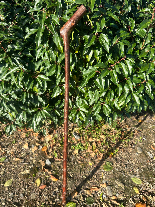 Blackthorn Walking Stick with L Handle - 97 cm / 38.2 inches
