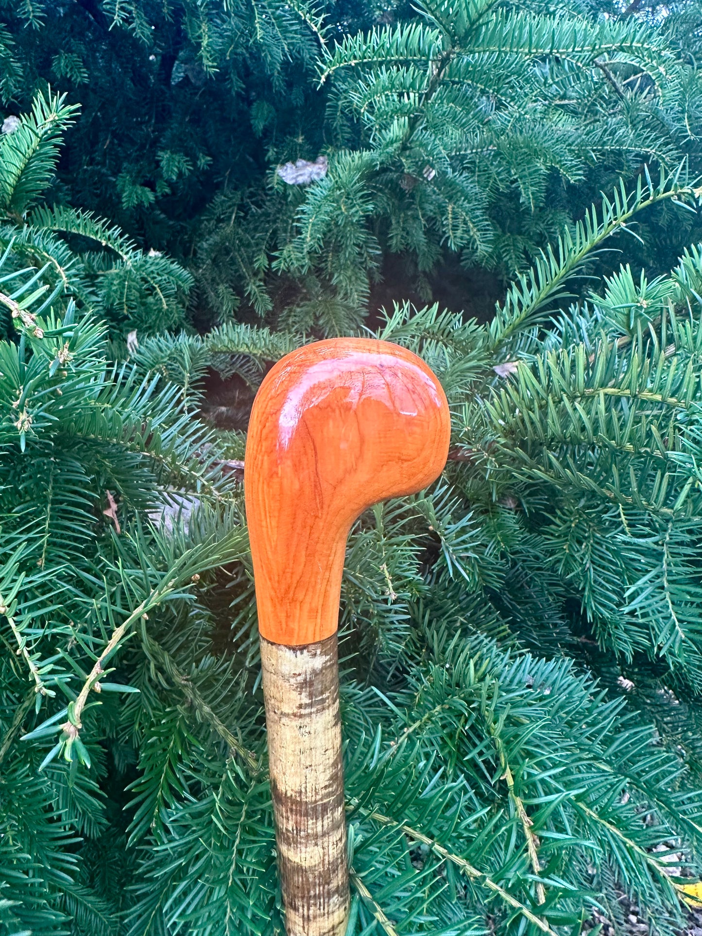 Mottled Hazel Walking Stick with Yew Head – 40”