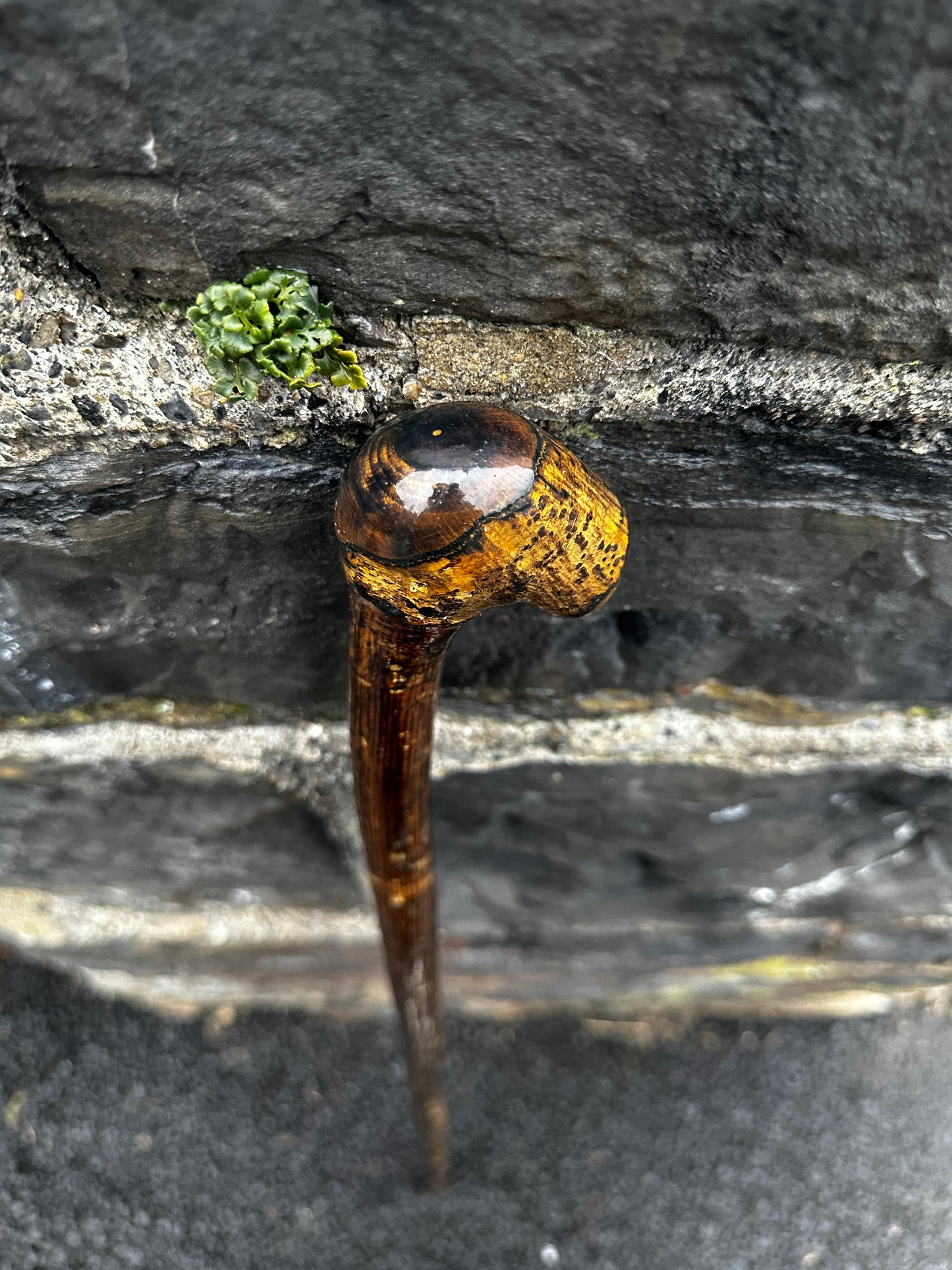 Luxury Hazel Walking Stick with Large Cylindrical Knob Head – 106 cm (41.7”)