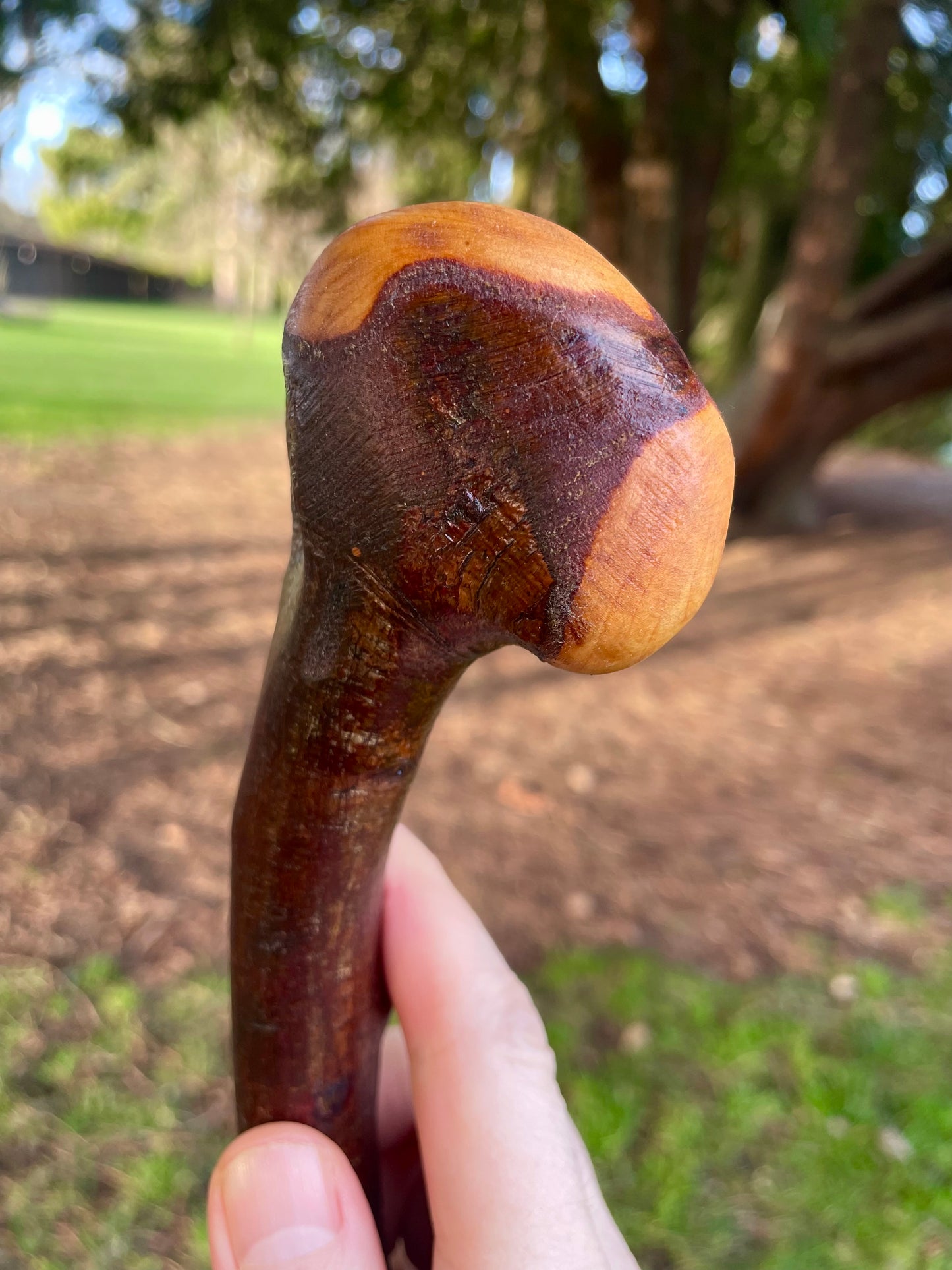 Knob & Curve Blackthorn | Irish Walking Sticks