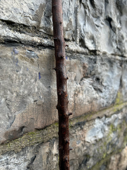 Blackthorn Walking Stick with 45° L Handle – 90 cm (35.4”)