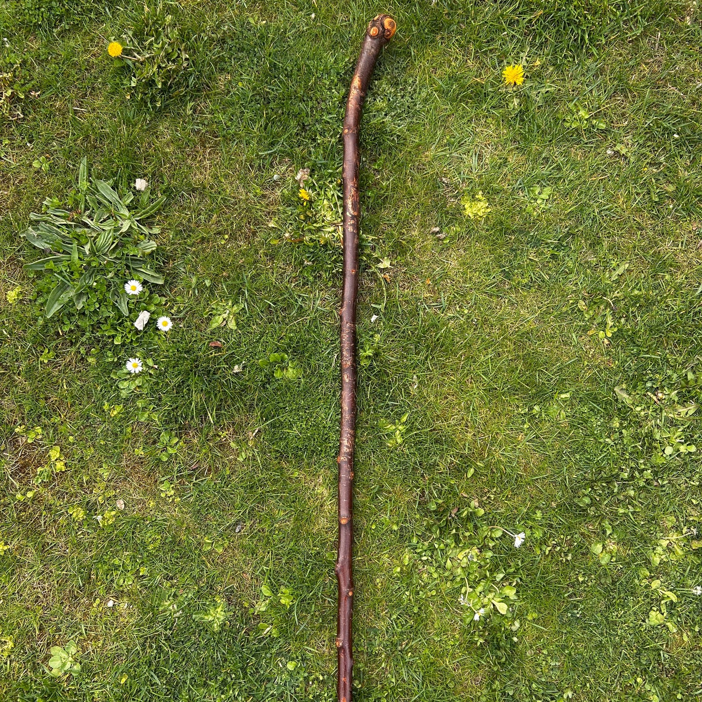 Blackthorn Shillelagh with Knotted Shaft – 109 cm (42.9”)