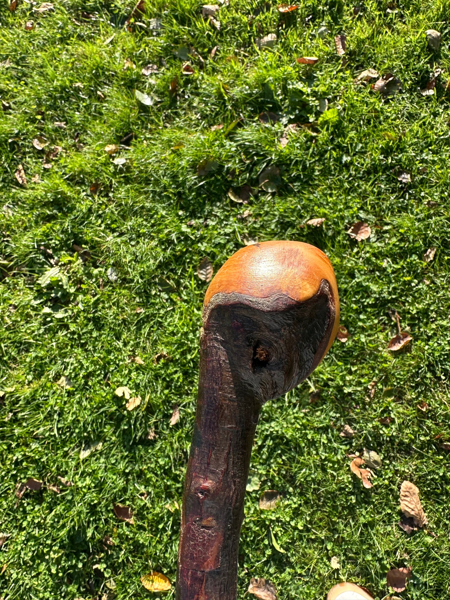 Blackthorn Walking Stick with Round Handle - 85 cm / 33.5 inches