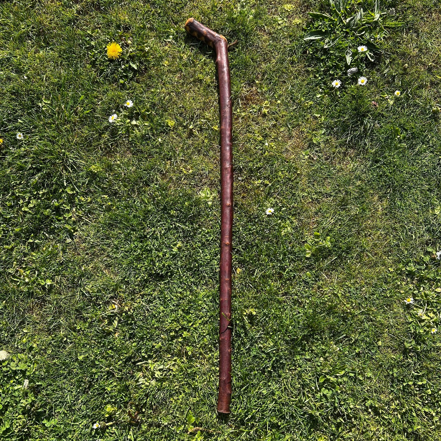 Heavy Blackthorn Shillelagh with Sloped L Handle – 102 cm (40.1”)