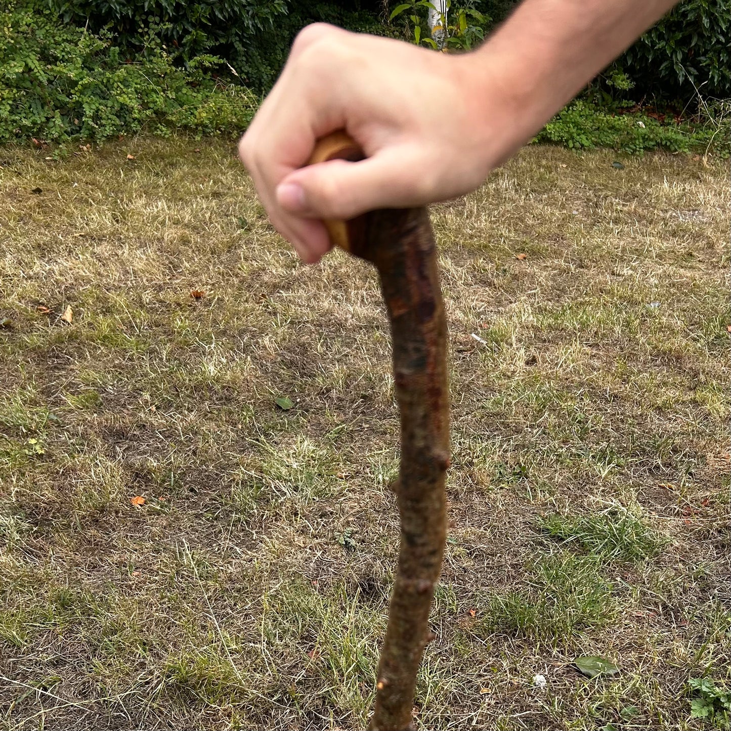 Whitethorn Shillelagh Knob Stick – 87.1 cm (34.3”)