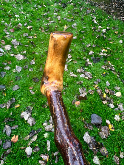 Irish Blackthorn Walking Stick with L Handle – 38”