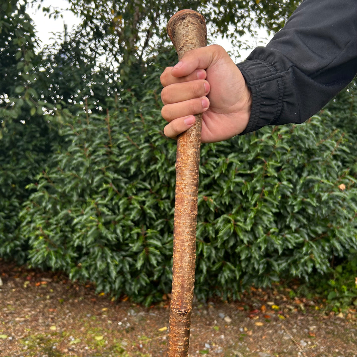 Mature Blackthorn Shillelagh Medium Knob Stick – 98 cm (38.6”)