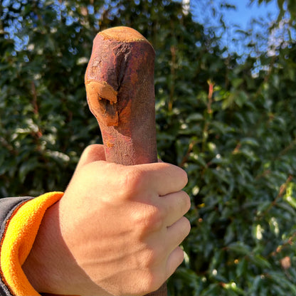 Thick Shaft Blackthorn Shillelagh Small Knob Stick
