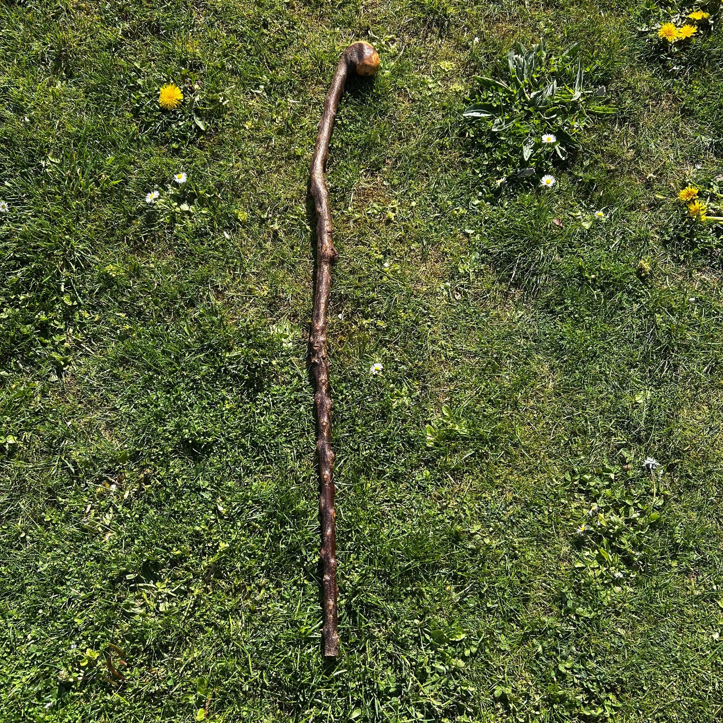 Twisted Blackthorn Shillelagh Knob Stick – 102 cm (40.1”)