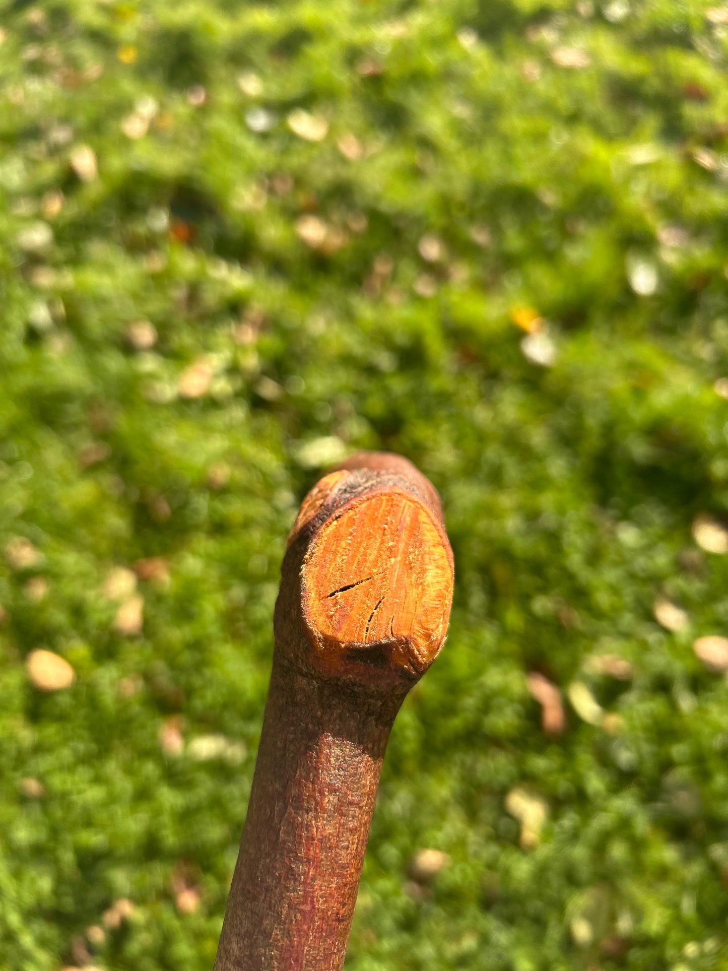 Blackthorn Walking Stick with L Handle - 97 cm / 38.2 inches