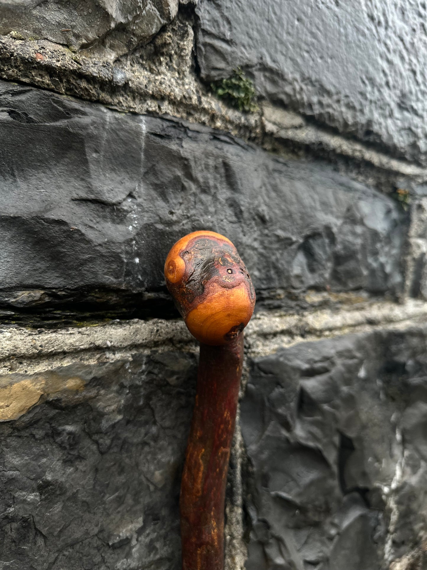 Rugged Blackthorn Walking Stick with Exposed Natural Knob Head – 93 cm (36.6”)