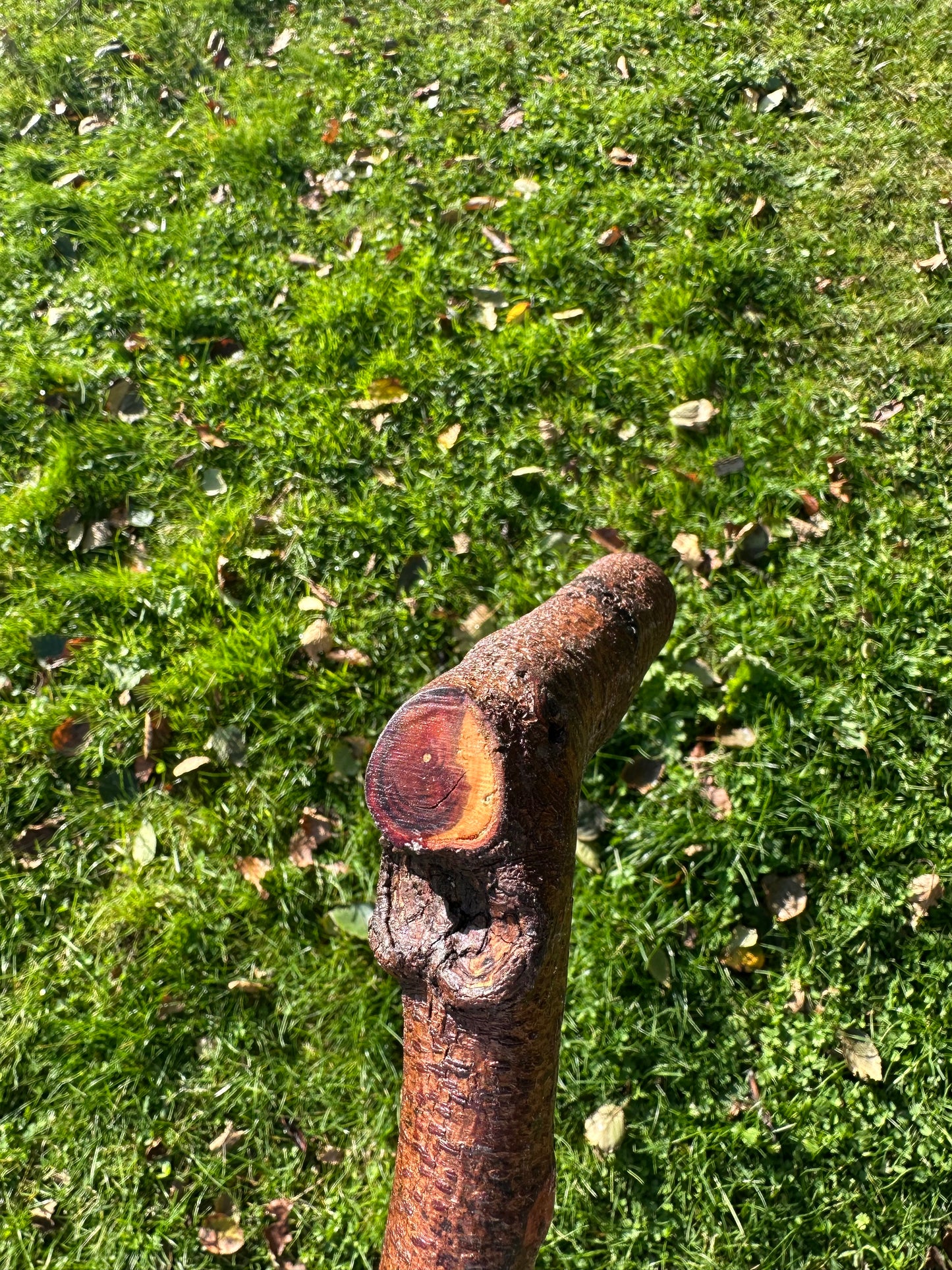 Blackthorn Walking Stick with L Handle - 105 cm / 41.3 inches