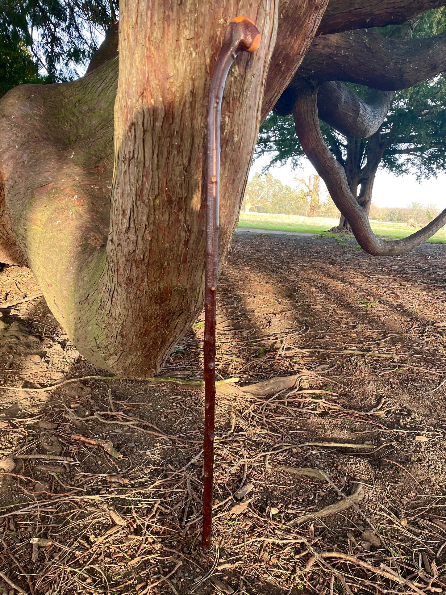 Knob & Curve Blackthorn | Irish Walking Sticks