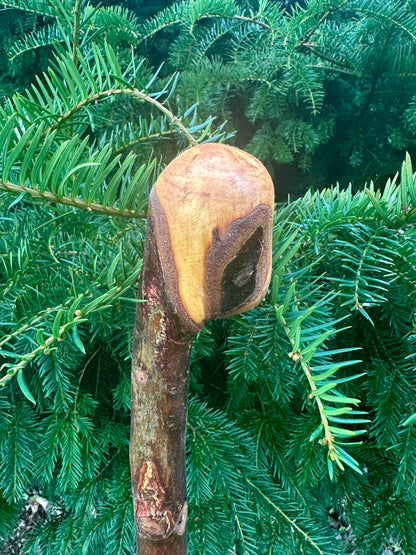 Irish Blackthorn Walking Stick with Knuckles – 40”