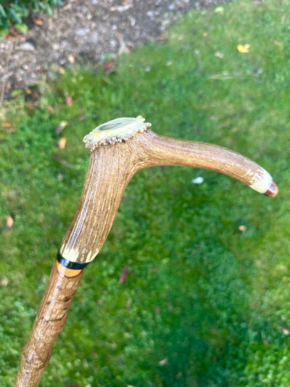 Hazel Walking Stick with Deer Antler Handle - 100 cm / 39 inches