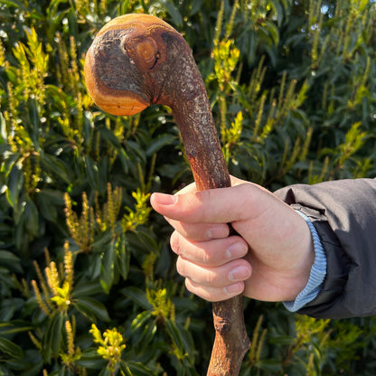 Twisted Blackthorn Shillelagh Knob Stick – 102 cm (40.1”)