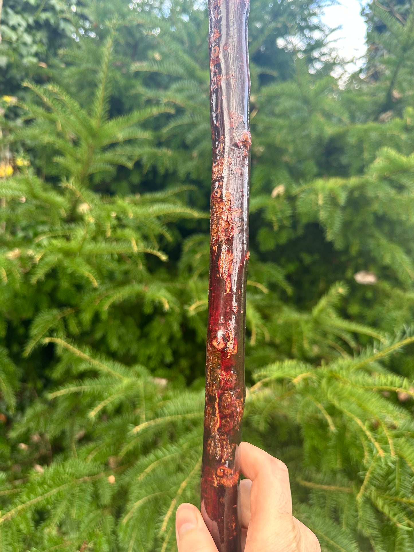 Irish Blackthorn Walking Stick – 40”