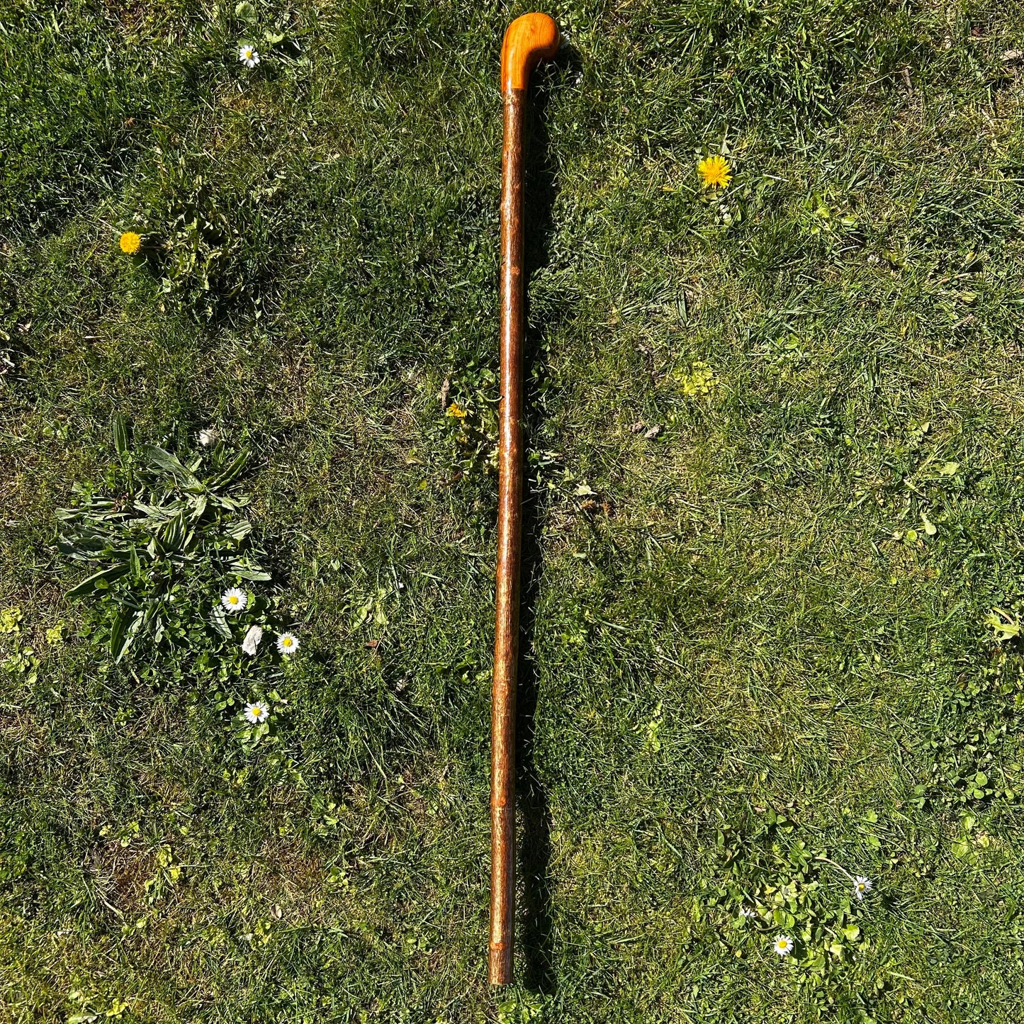 Hazel Shillelagh with Spalted Beech Head – 103 cm (40.5”)