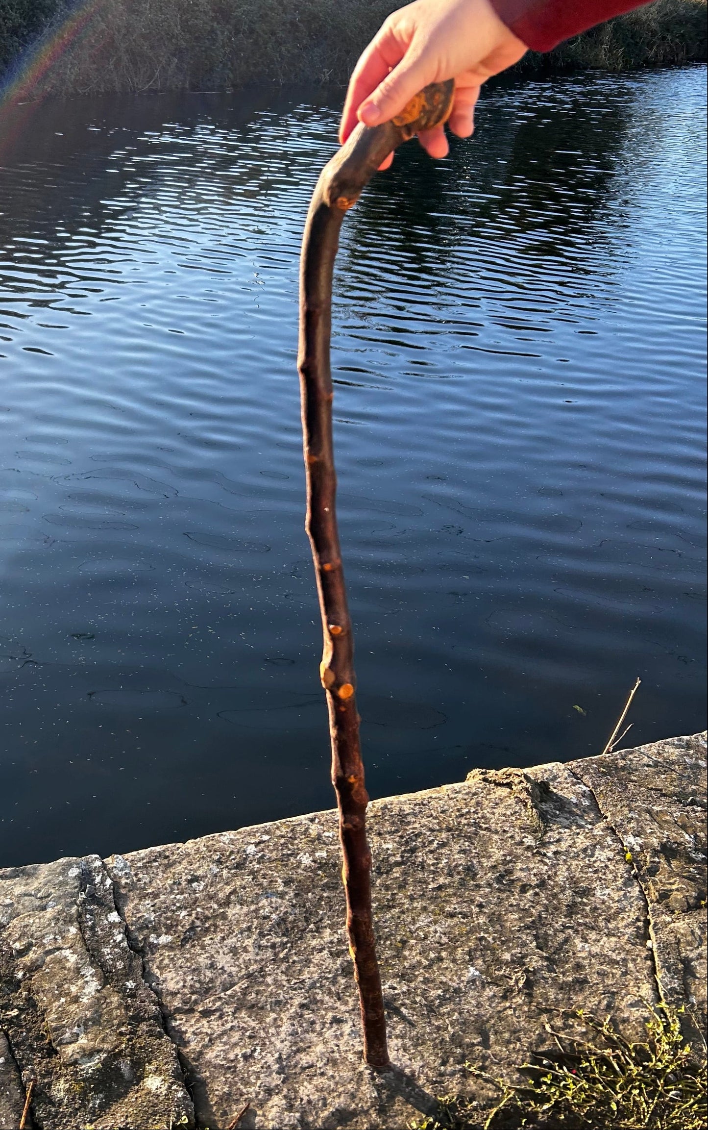 Blackthorn Shillelagh with Large Rugged Handle – 94 cm (37”)