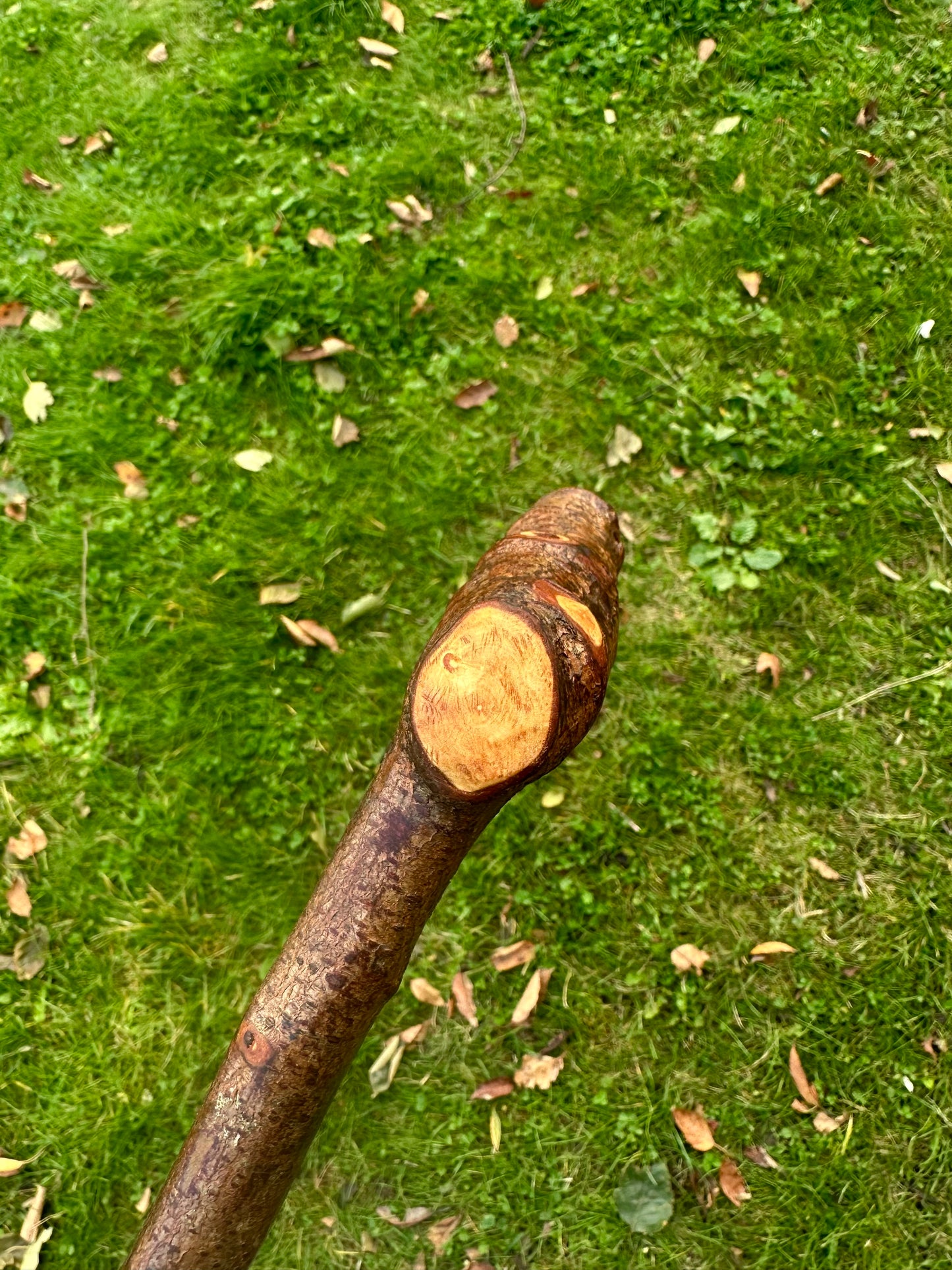 Blackthorn Walking Stick with L Handle - 100 cm / 39 inches