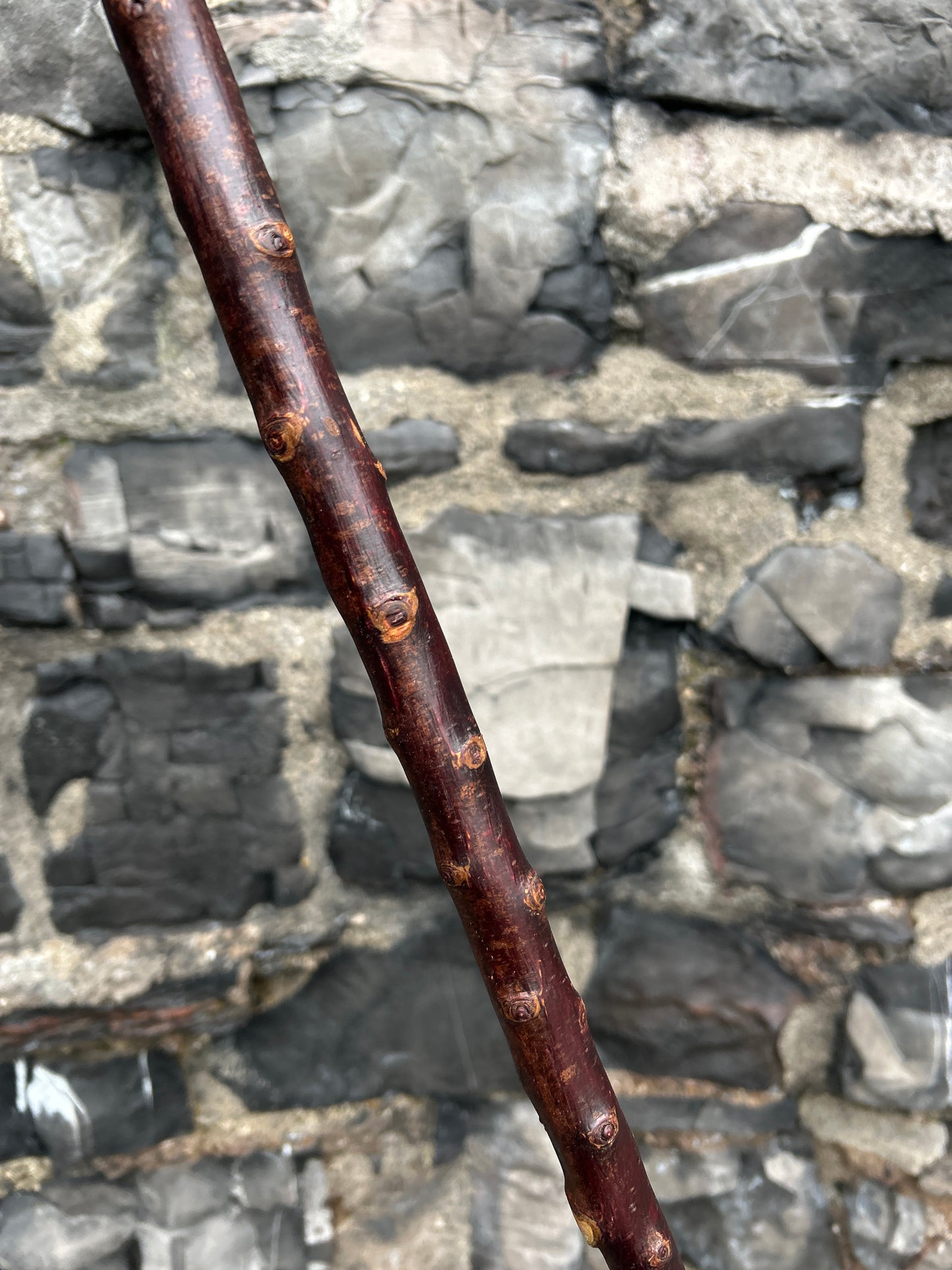 Blackthorn Walking Stick with Knob Head – 100 cm (39.4”)