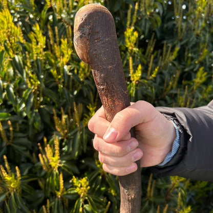 Tall Blackthorn Shillelagh with Knotted Shaft – 111 cm (43.7”)