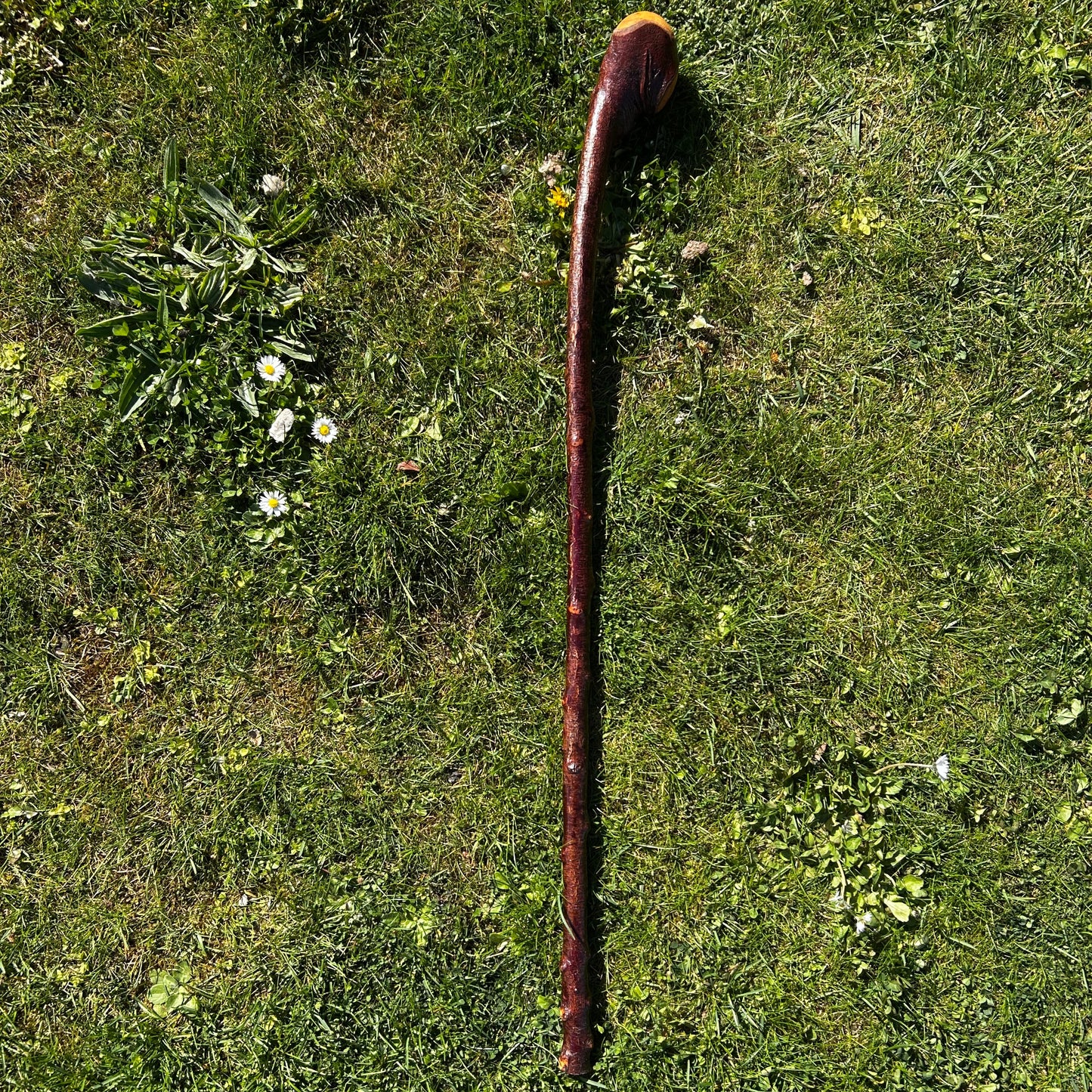 Blackthorn Root Ball Shillelagh – 90 cm (35.4”)