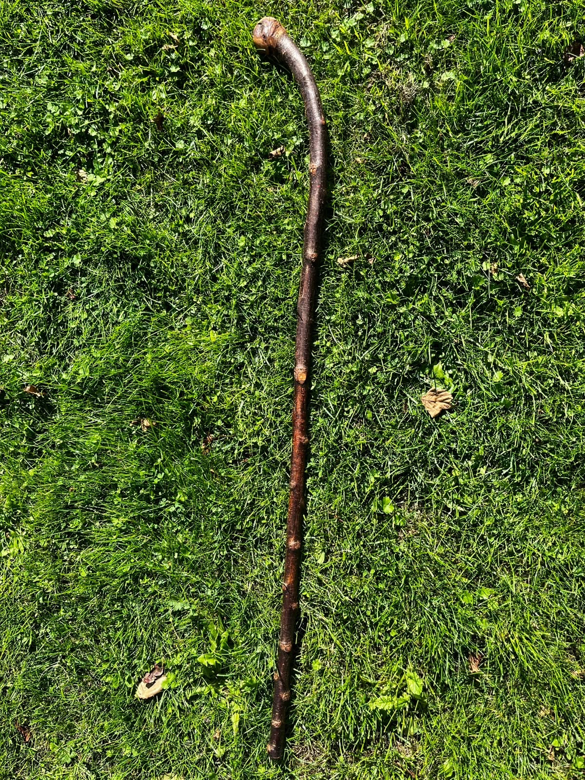 Curved Blackthorn Shillelagh Small Knob Stick – 106 cm (41.7”)