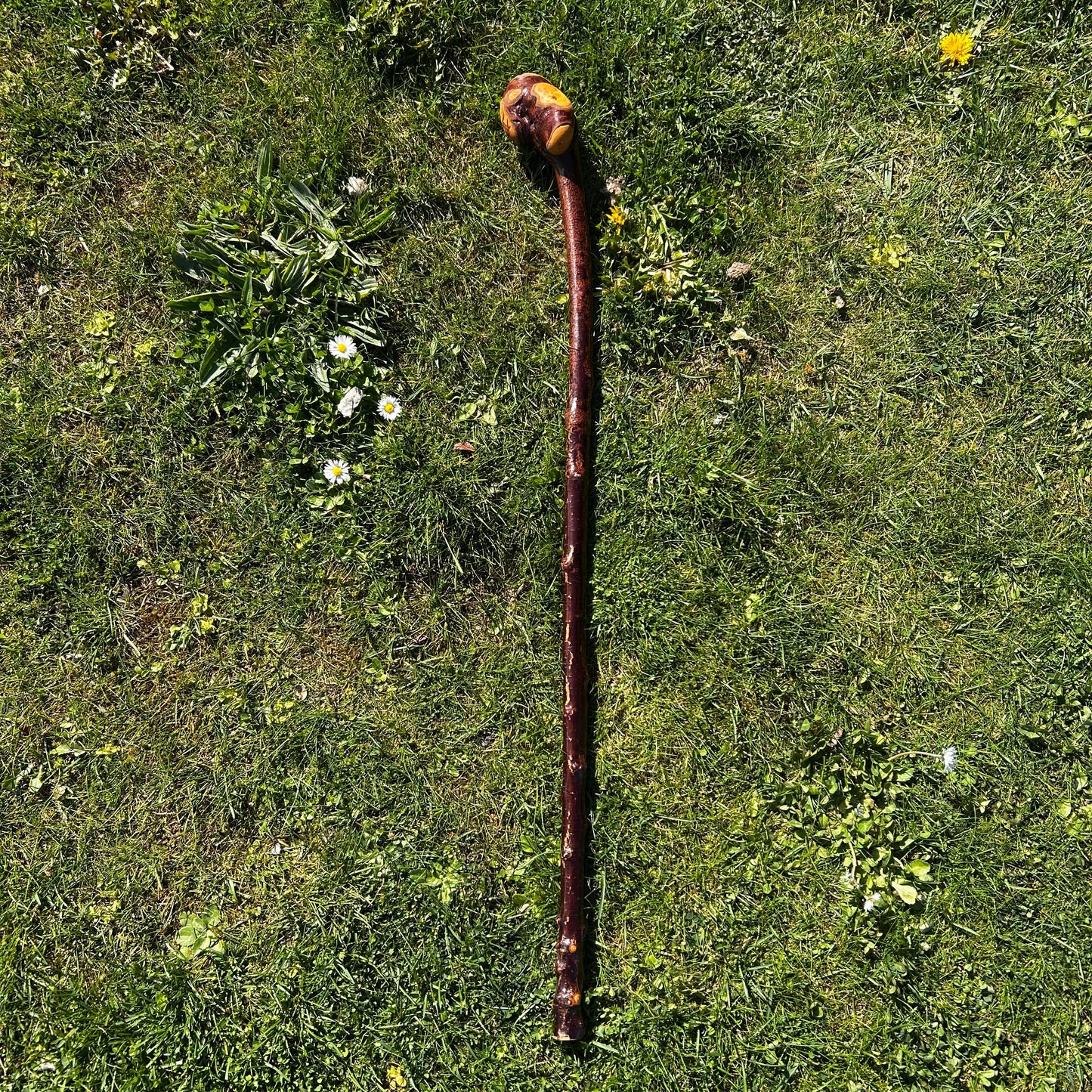 Blackthorn Root Ball Shillelagh – 90 cm (35.4”)