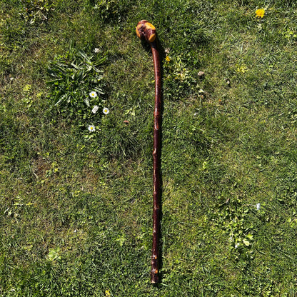 Blackthorn Root Ball Shillelagh – 90 cm (35.4”)