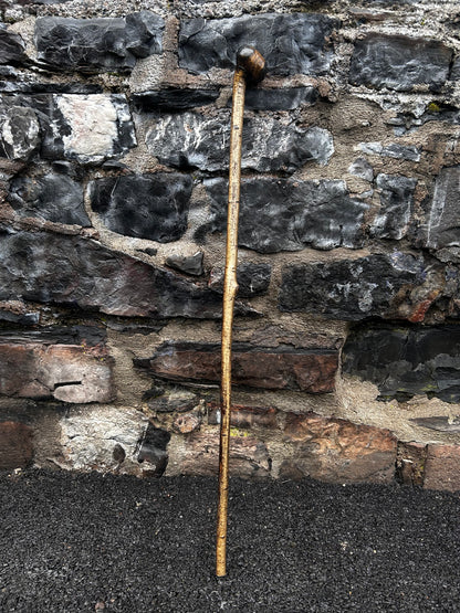 Hazel Walking Stick with Large Dark-Finished Knob Head – 100 cm (39.4”)