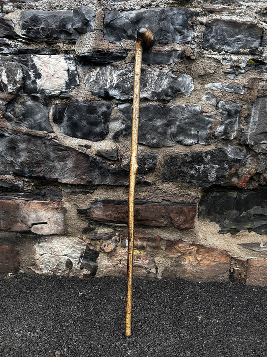 Hazel Walking Stick with Large Dark-Finished Knob Head – 100 cm (39.4”)