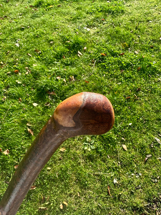 Blackthorn Walking Stick with Round Handle - 110 cm / 43 inches