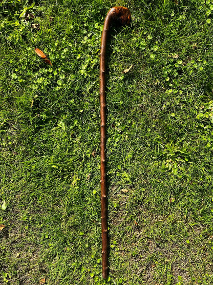 Humpy the Hazel - Shillelagh