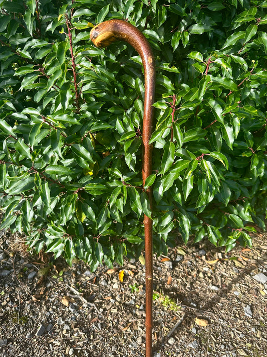 Hazel Walking Stick with L Handle - 103 cm / 40.5 inches