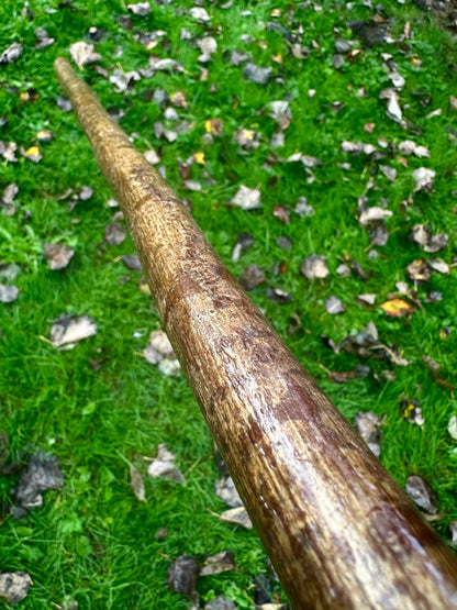 Hazel Walking Stick with Spalted Yew Head – 39”