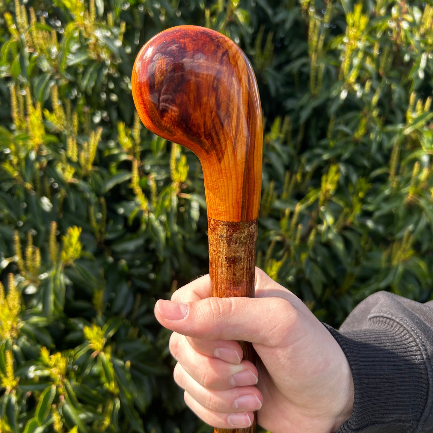 Hazel Shillelagh with Spalted Beech Head – 103 cm (40.5”)