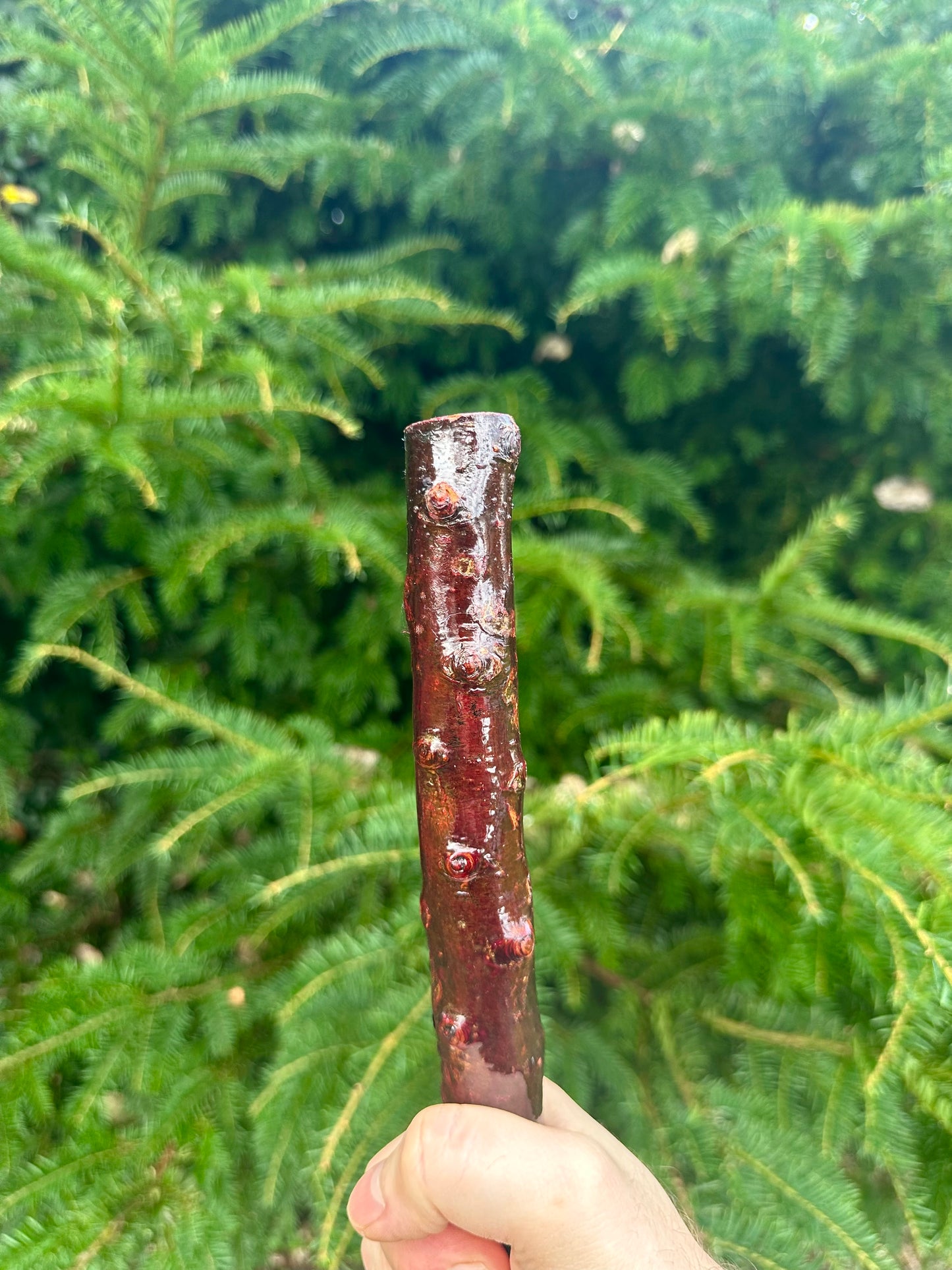 Irish Blackthorn Walking Stick – 40”